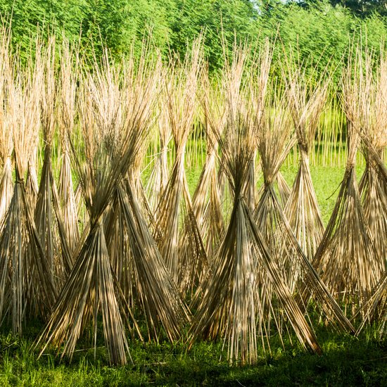 The Journey of Jute: From Plant to Yoga Mat